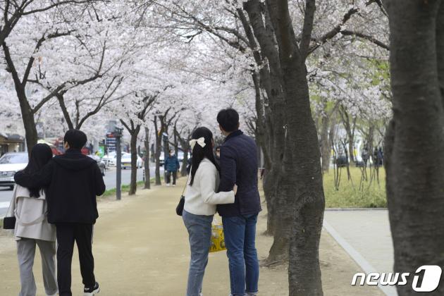 25일 낮 12시 대구 대표 관광명소인 수성못에서 한 커플이 벚꽃을 배경으로 사진을 촬영하고 있다. 2023.3.25/뉴스1 ⓒ News1 이성덕 기자