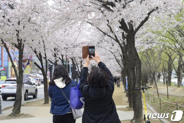 25일 낮 12시 한 시민이 대구 대표 관광명소인 수성못에서 벚꽃을 휴대전화 카메라로 촬영하고 있다. 2023.3.25/뉴스1 ⓒ News1 이성덕 기자